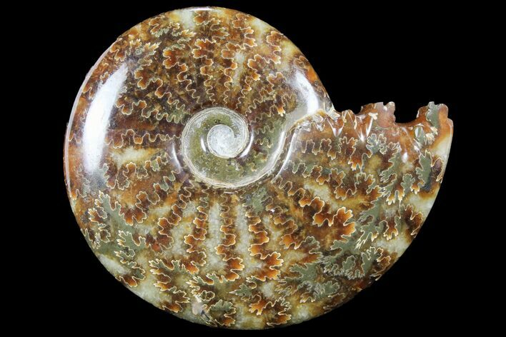 Polished, Agatized Ammonite (Cleoniceras) - Madagascar #94248